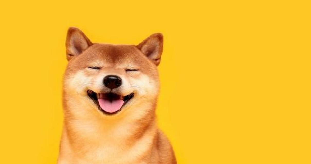 Why Shiba Inu is turning to bl